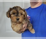 Small #43 Yorkshire Terrier