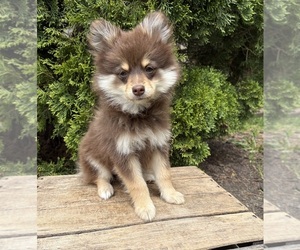 Pomeranian Puppy for sale in MIDDLEBURY, IN, USA