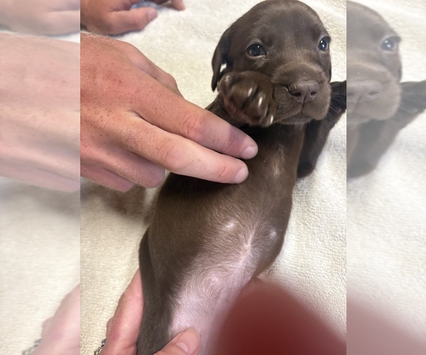 Medium Photo #2 German Shorthaired Pointer Puppy For Sale in LEWISTON, NY, USA