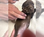 Small #1 German Shorthaired Pointer