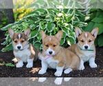 Small #2 Pembroke Welsh Corgi