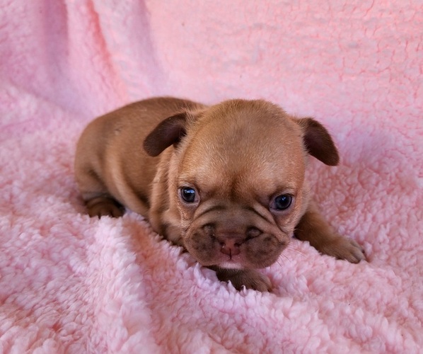 Medium Photo #9 French Bulldog Puppy For Sale in LAS VEGAS, NV, USA
