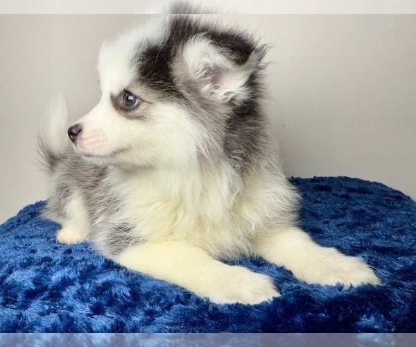 Medium Photo #7 Pomsky Puppy For Sale in NASHUA, NH, USA