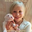 Small Photo #65 Dogo Argentino Puppy For Sale in JANE, MO, USA