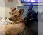 Small #2 Black Mouth Cur Mix