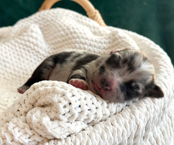 Medium Photo #2 Australian Shepherd Puppy For Sale in BOUTON, IA, USA