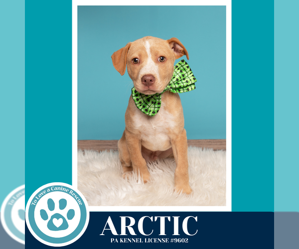 Medium Photo #4 Labrador Retriever-Unknown Mix Puppy For Sale in Kimberton, PA, USA