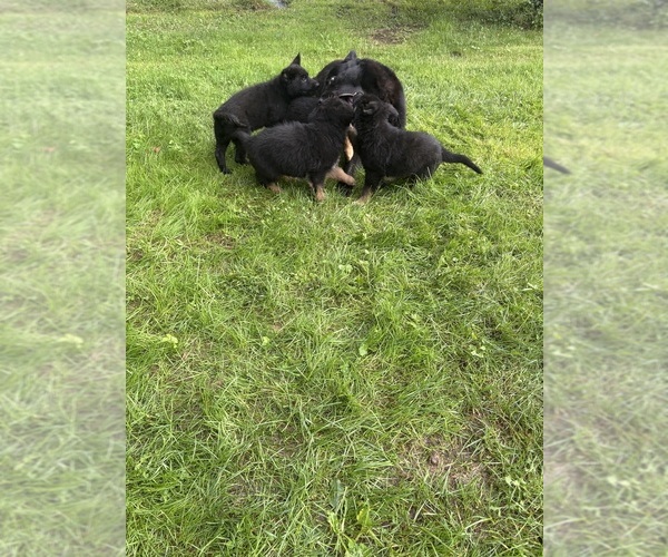 Medium Photo #8 German Shepherd Dog Puppy For Sale in PULASKI, PA, USA