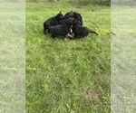 Small #7 German Shepherd Dog