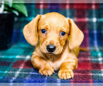 Puppy Brian Dachshund