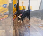 Small #5 Boston Terrier Mix