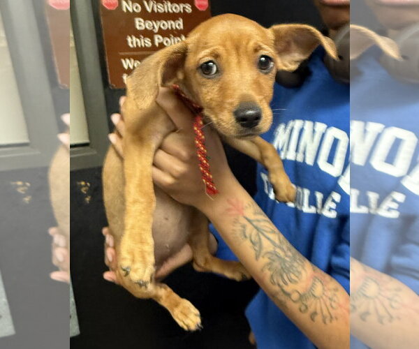 Medium Photo #3 Chiweenie Puppy For Sale in Sanford, FL, USA