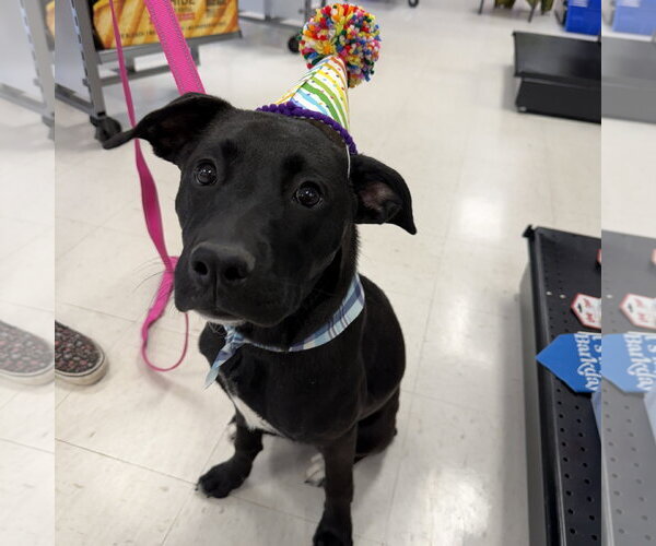 Medium Photo #6 Labrador Retriever-Unknown Mix Puppy For Sale in Fargo, ND, USA