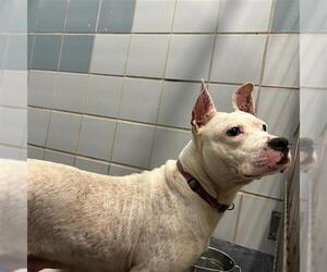 American Staffordshire Terrier-Unknown Mix Dogs for adoption in San Antonio, TX, USA