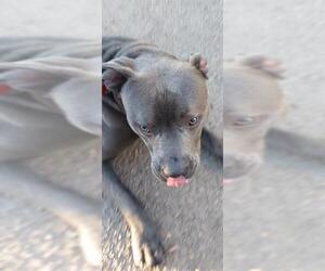 Medium American Pit Bull Terrier