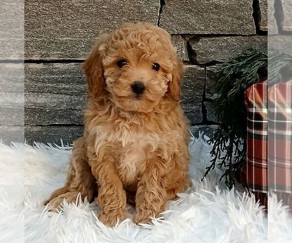 Medium Photo #1 Poodle (Miniature) Puppy For Sale in GORDONVILLE, PA, USA