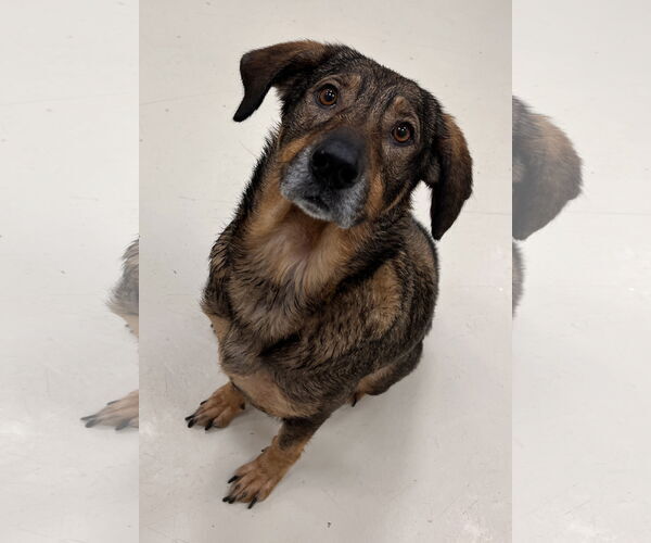 Medium Photo #2 German Shepherd Dog-Unknown Mix Puppy For Sale in Webster, WI, USA