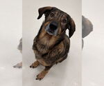 Small #1 German Shepherd Dog Mix