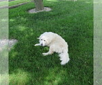 Small Photo #47 English Cream Golden Retriever Puppy For Sale in NORTHWOOD, OH, USA