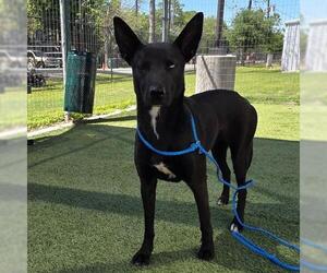German Shepherd Dog Dogs for adoption in Houston, TX, USA