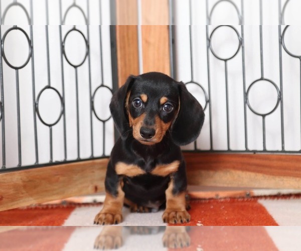 Medium Photo #3 Dachshund Puppy For Sale in NAPLES, FL, USA