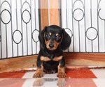 Small Photo #3 Dachshund Puppy For Sale in NAPLES, FL, USA