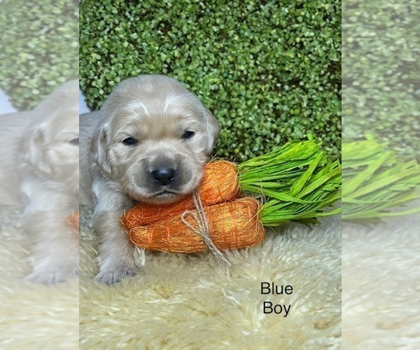 Medium Photo #4 Golden Retriever Puppy For Sale in FORT WORTH, TX, USA