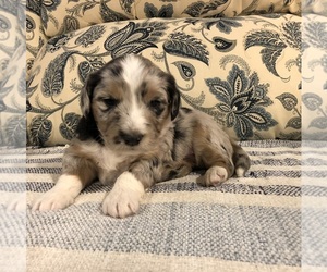 Aussiedoodle Miniature Puppy for sale in DOSS, MO, USA