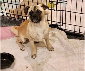 Pug-Unknown Mix Dogs for adoption in Colton, CA, USA