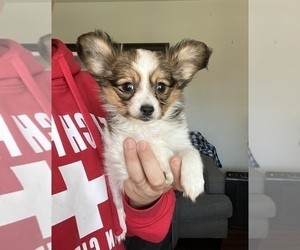 Papillon Puppy for sale in BEECH GROVE, IN, USA