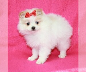 Pomeranian Puppy for sale in NAPLES, FL, USA