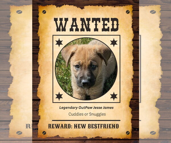 Medium Photo #1 Mutt Puppy For Sale in Sandy, UT, USA