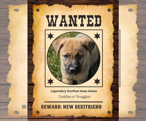 Mutt Dogs for adoption in Sandy, UT, USA