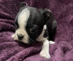Puppy Sadie Boston Terrier