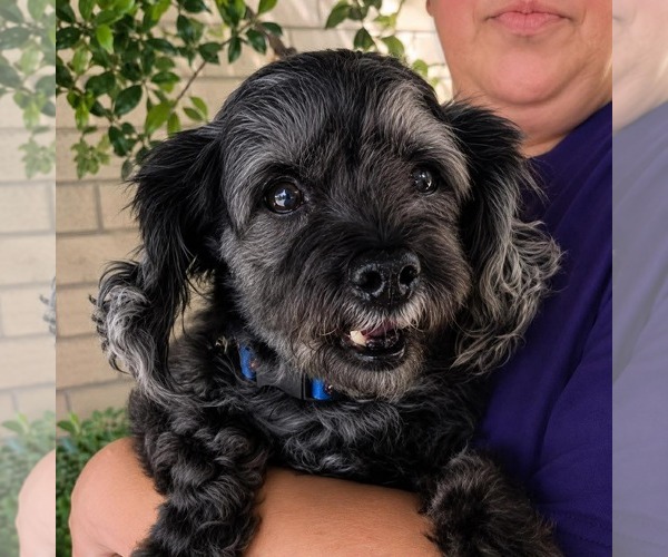 Medium Photo #3 Mutt Puppy For Sale in Thomasville, NC, USA