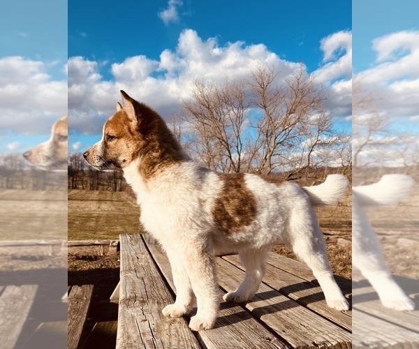 Medium Photo #6 American Eskimo Dog-Border Collie Mix Puppy For Sale in HILLSBORO, WI, USA