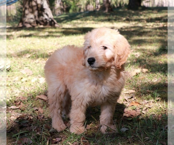 Medium Photo #3 Goldendoodle Puppy For Sale in BRIGHTON, MO, USA