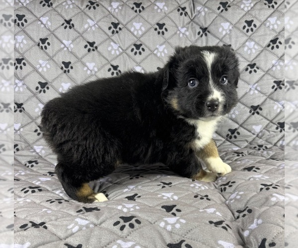 Medium Photo #25 Australian Shepherd Puppy For Sale in SALISBURY, NC, USA