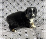 Small Photo #25 Australian Shepherd Puppy For Sale in SALISBURY, NC, USA