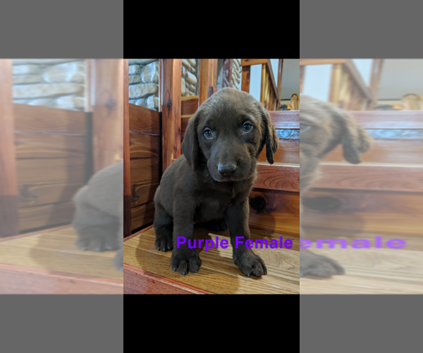 Medium Photo #3 Labrador Retriever Puppy For Sale in BRADLEYVILLE, MO, USA