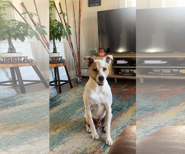 Medium Photo #2 Mutt Puppy For Sale in Fort Collins, CO, USA