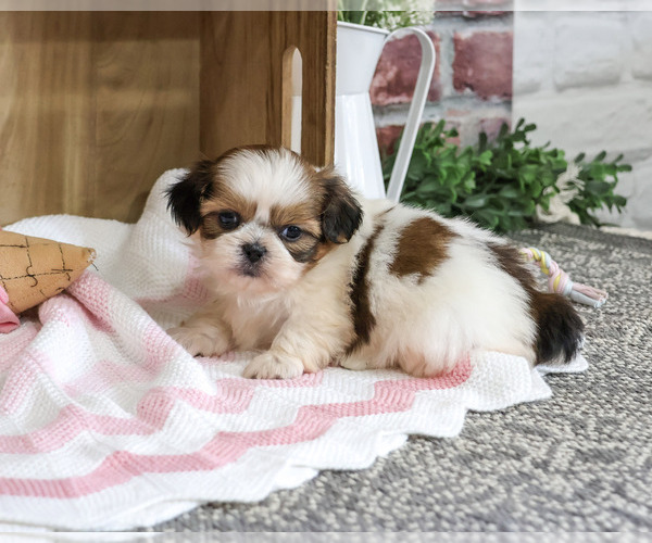 Medium Photo #7 Shih Tzu Puppy For Sale in SYRACUSE, IN, USA
