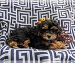 Small Photo #4 Poovanese Puppy For Sale in HONEY BROOK, PA, USA