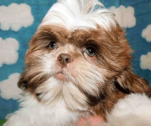 Shih Tzu Puppy for Sale in ENKA, North Carolina USA