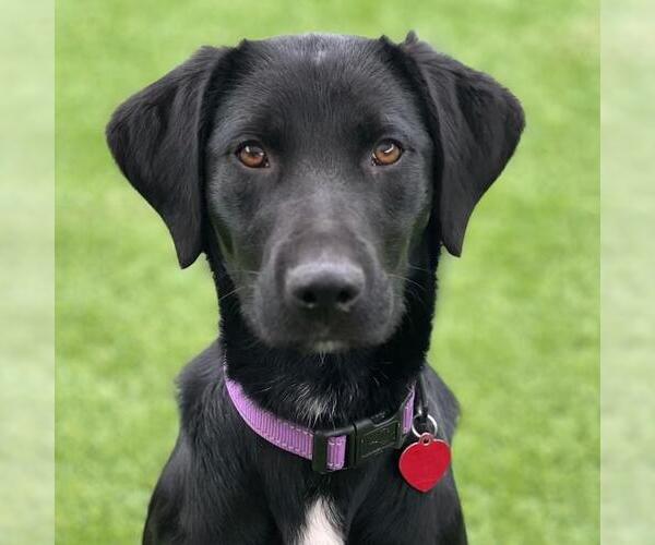 Medium Photo #2 Labrador Retriever-Unknown Mix Puppy For Sale in San Diego, CA, USA