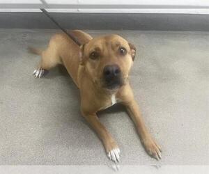 Mutt Dogs for adoption in HESPERIA, CA, USA