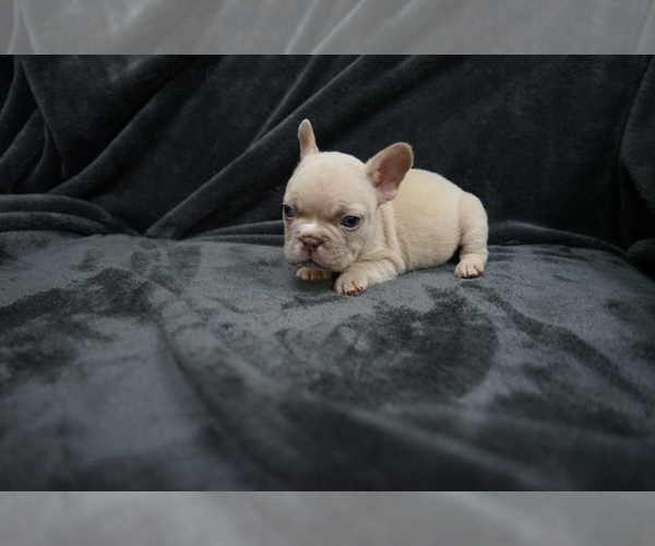 Medium Photo #1 French Bulldog Puppy For Sale in SAN JOSE, CA, USA