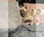 Small #45 Pomsky