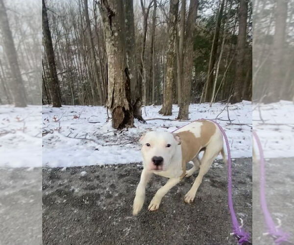 Medium Photo #2 Mutt Puppy For Sale in Frenchburg, KY, USA