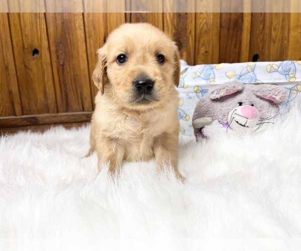 Medium Photo #1 Golden Retriever Puppy For Sale in NEOLA, WV, USA